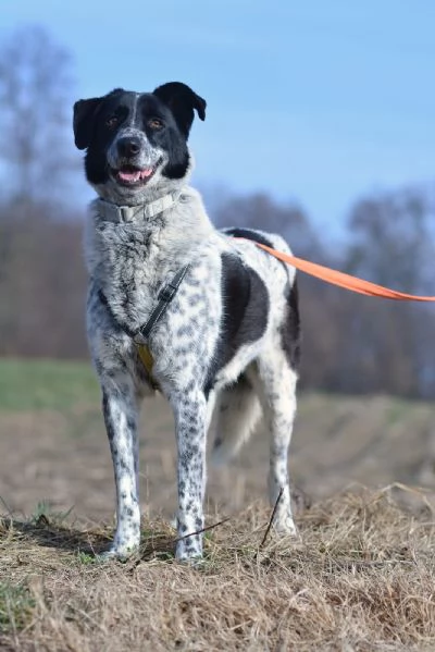 Cani giovani e adulti in adozione  | Foto 5