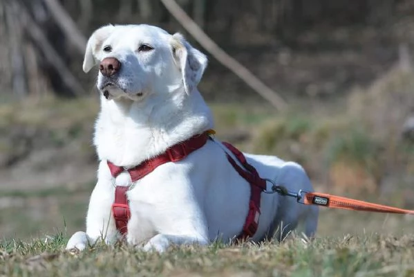 Cani giovani e adulti in adozione  | Foto 4