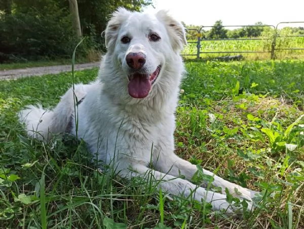 Cani giovani e adulti in adozione  | Foto 2