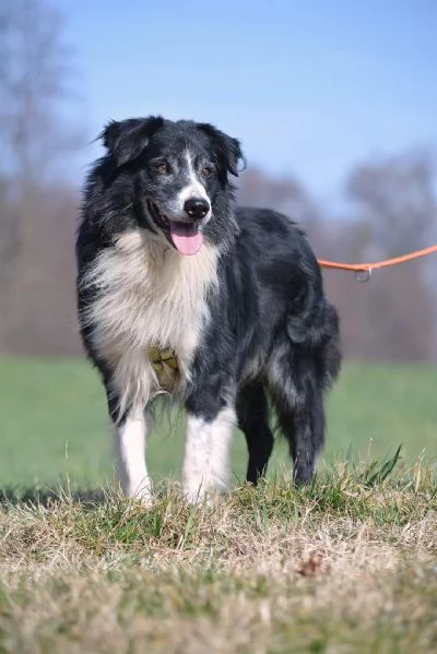 Cani giovani e adulti in adozione  | Foto 1