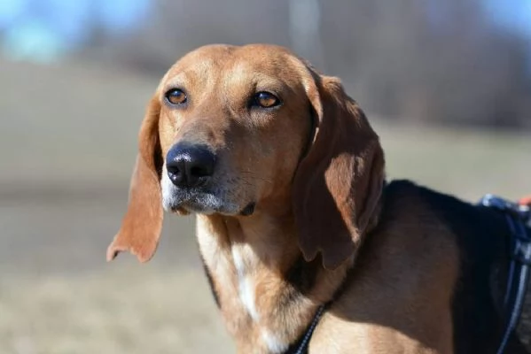 Cani giovani e adulti in adozione  | Foto 0