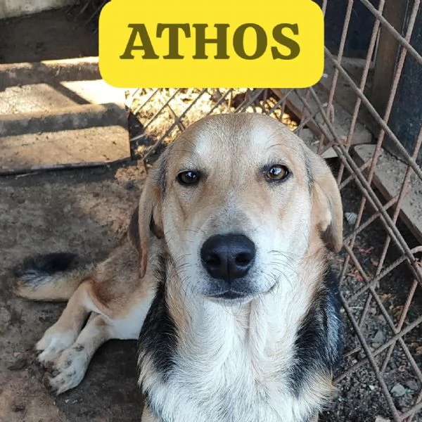 Athos cucciolone di un anno e mezzo  | Foto 2