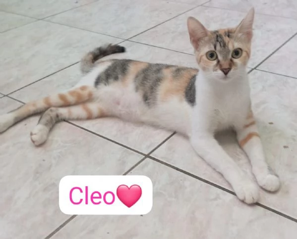 Cleo gattina di 5 mesi in adozione  | Foto 3