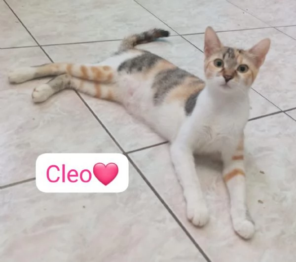 Cleo gattina di 5 mesi in adozione  | Foto 2