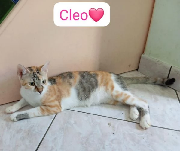 Cleo gattina di 5 mesi in adozione  | Foto 0