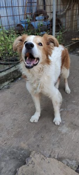 Leo un cane simpaticissimo in cerca di casa  | Foto 2