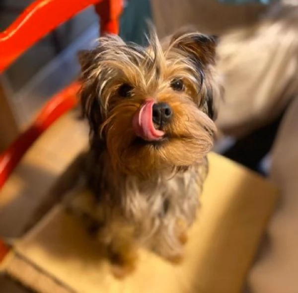 Regalo Yorkie cuccioli giocherelloni disponibili  Abbiamo i migliori cuccioli Yorkie che si può mai 