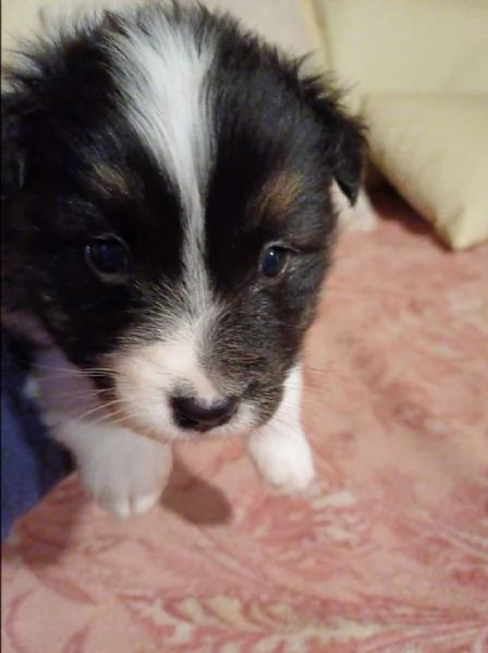 Cuccioli di Australian Shepherd /Pastore Australiano  | Foto 8