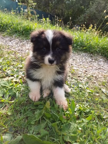 Cuccioli di Australian Shepherd /Pastore Australiano  | Foto 6