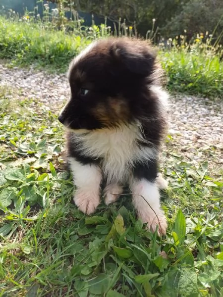 Cuccioli di Australian Shepherd /Pastore Australiano  | Foto 5