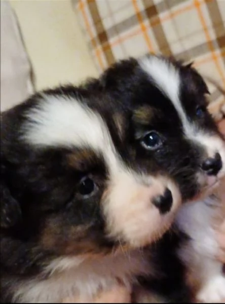 Cuccioli di Australian Shepherd /Pastore Australiano  | Foto 4