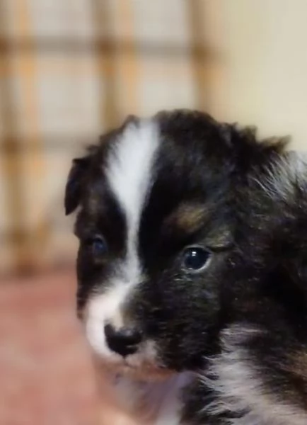 Cuccioli di Australian Shepherd /Pastore Australiano  | Foto 3