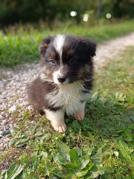 Cuccioli di Australian Shepherd /Pastore Australiano  | Foto 2