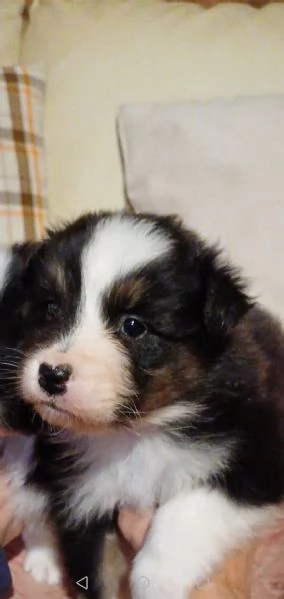 Cuccioli di Australian Shepherd /Pastore Australiano  | Foto 1