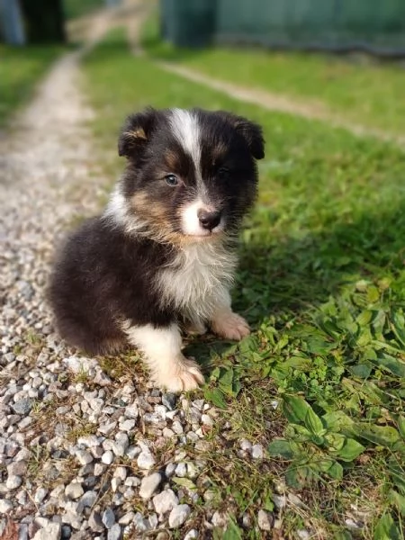 Cuccioli di Australian Shepherd /Pastore Australiano 