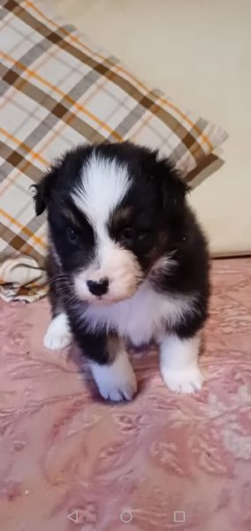 Cuccioli di Australian Shepherd /Pastore Australiano  | Foto 0