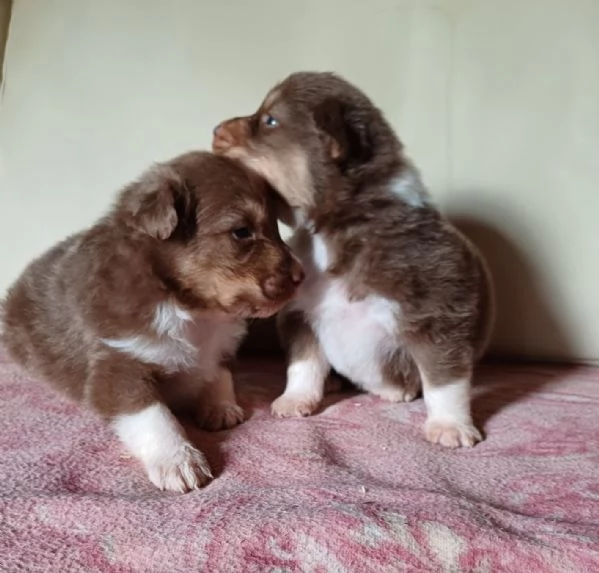 Cuccioli di Pastore Australiano /Australian Shepherd  | Foto 3