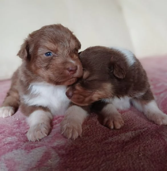 Cuccioli di Pastore Australiano /Australian Shepherd  | Foto 2