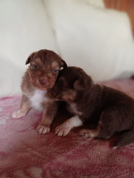 Cuccioli di Pastore Australiano /Australian Shepherd  | Foto 0