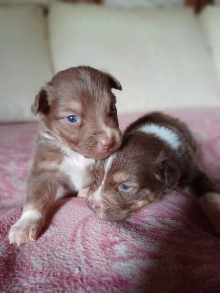 Cuccioli di Pastore Australiano /Australian Shepherd 