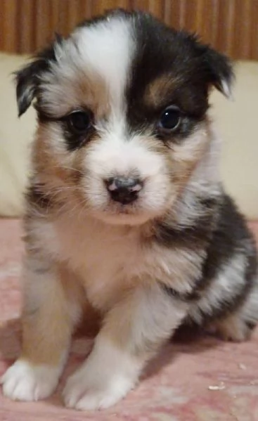 Cuccioli di Australian Shepherd Pastore Australiano 