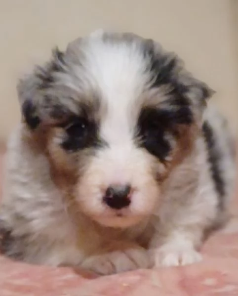 Cuccioli di Australian Shepherd Pastore Australiano  | Foto 0