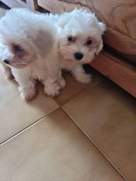 Maltese toy  | Foto 4