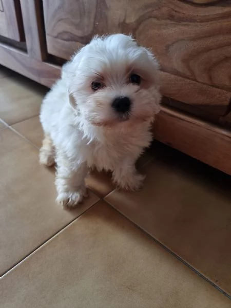 Maltese toy 