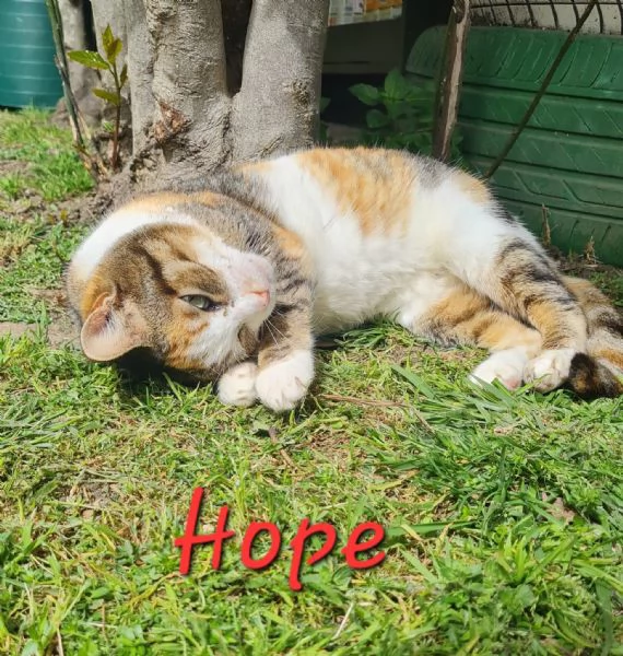 Hope dolce gattina 2 anni cerca casa