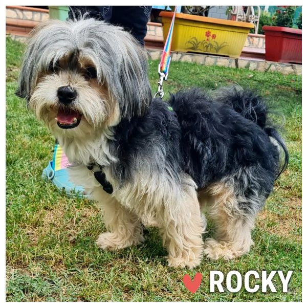 ROCKY dolce cagnolino 4 anni 5-6 kg cerca casa