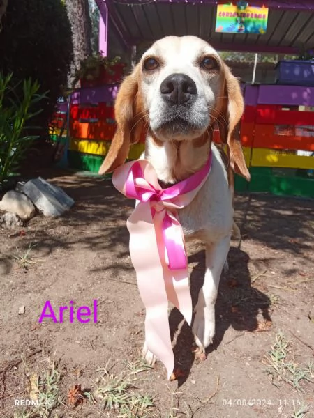 ARIEL dolcissima beagle cerca casa