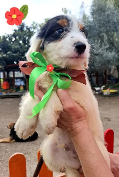 BOY dolce cucciolo spinoncino 2 mesi cerca casa | Foto 2