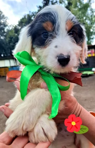 BOY dolce cucciolo spinoncino 2 mesi cerca casa | Foto 0