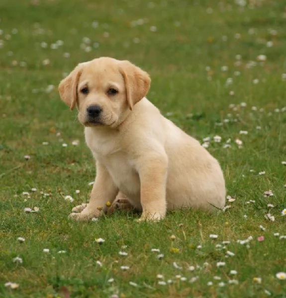 Regalo CUCCIOLI LABRADOR BELLISSIMI CUCCIOLI DI LABRADOR DI PRIMA SCELTA IN PRONTA CONSEGNA MICROCIP