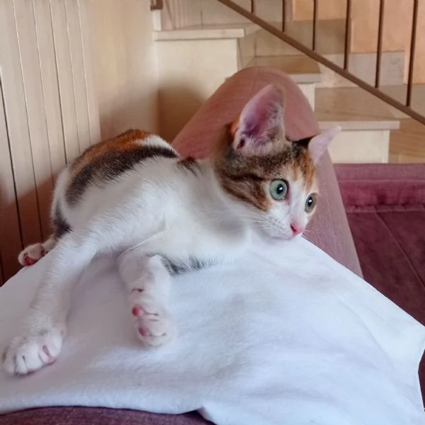 Luna: gattina calicò  | Foto 2