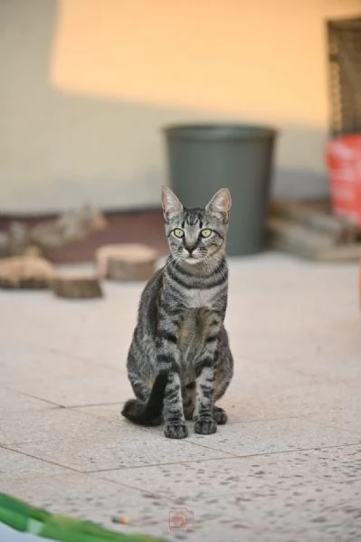 Mowgli: il gatto invisibile  | Foto 3