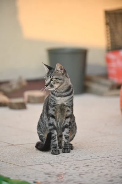 Mowgli: il gatto invisibile  | Foto 2