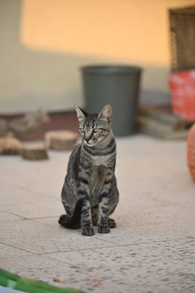 Mowgli: il gatto invisibile  | Foto 1