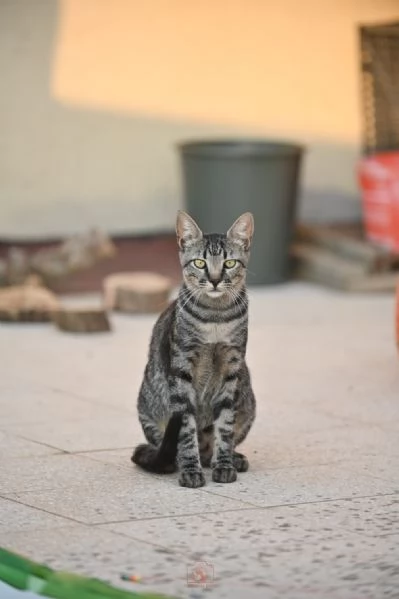 Mowgli: il gatto invisibile  | Foto 0