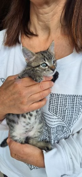 In adozione: eolo il gattino più fortunato del mondo! | Foto 3