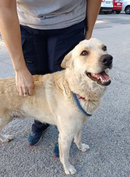 Ricky: un meraviglioso lupetto dal manto dorato  | Foto 0