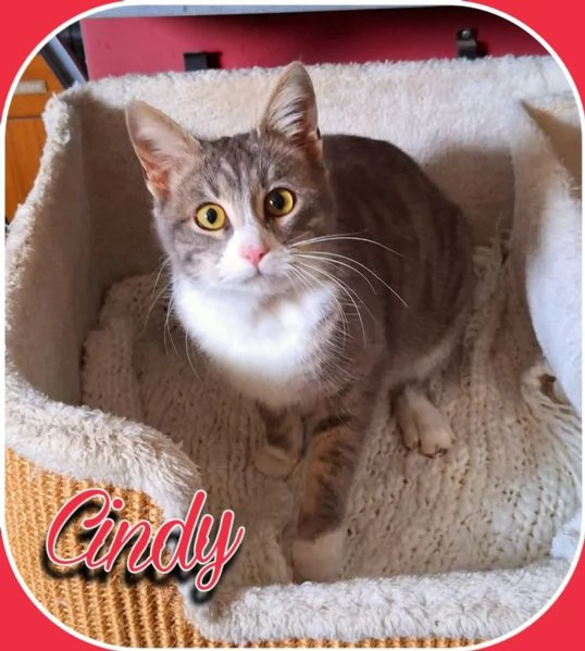 Cindy: gattina due colori | Foto 1