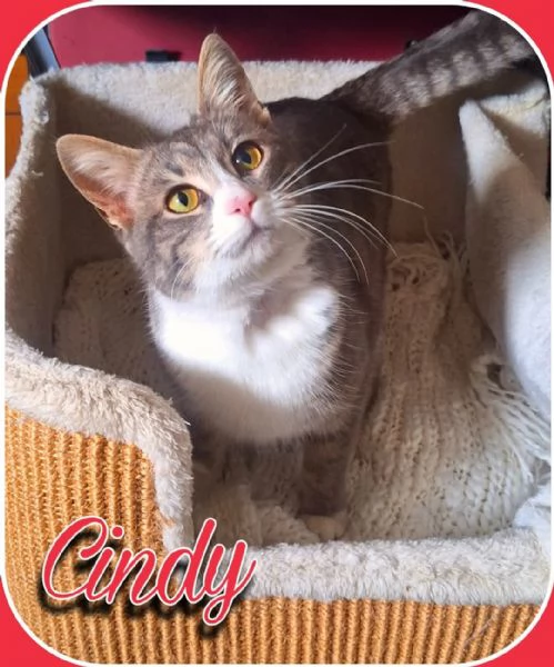 Cindy: gattina due colori | Foto 0