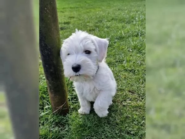 cuccioli di schnauzer nano | Foto 1