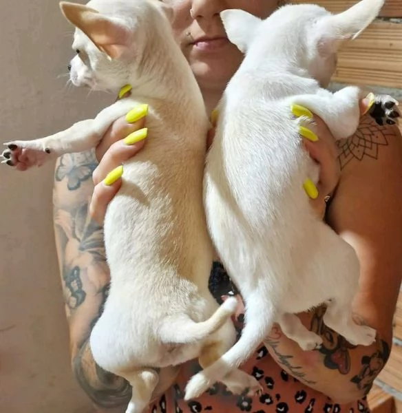 Regalo cuccioli di chihuahua whAtsapp ([hidden]55 ) | Foto 0