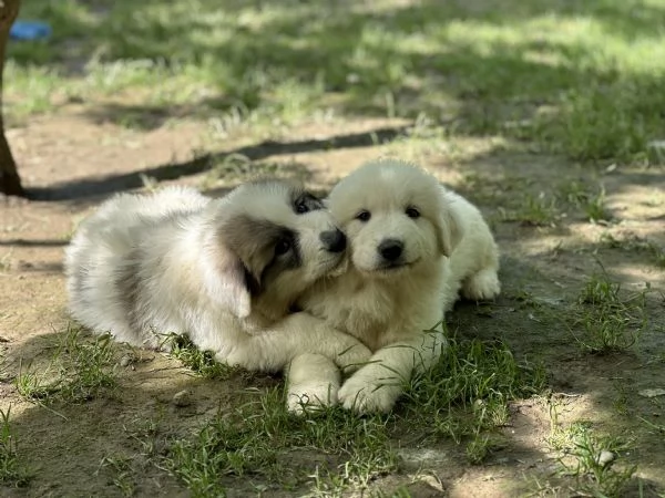 Disponibili cuccioli di cane da montagna dei pirenei | Foto 12