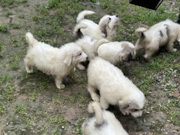Disponibili cuccioli di cane da montagna dei pirenei | Foto 11