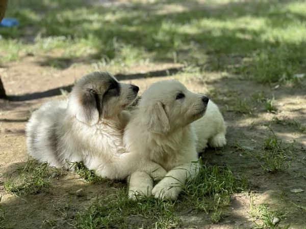Disponibili cuccioli di cane da montagna dei pirenei | Foto 8