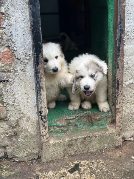 Disponibili cuccioli di cane da montagna dei pirenei | Foto 7