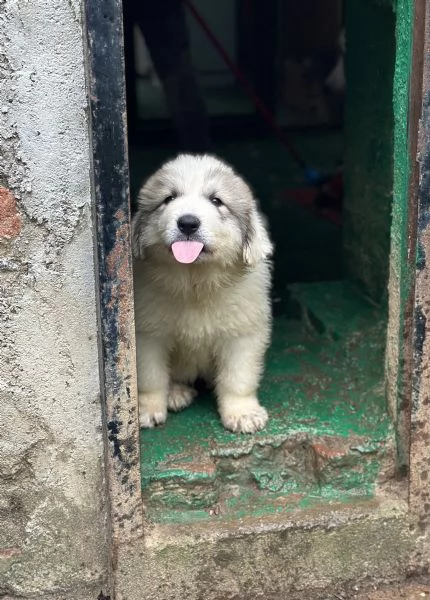 Disponibili cuccioli di cane da montagna dei pirenei | Foto 4